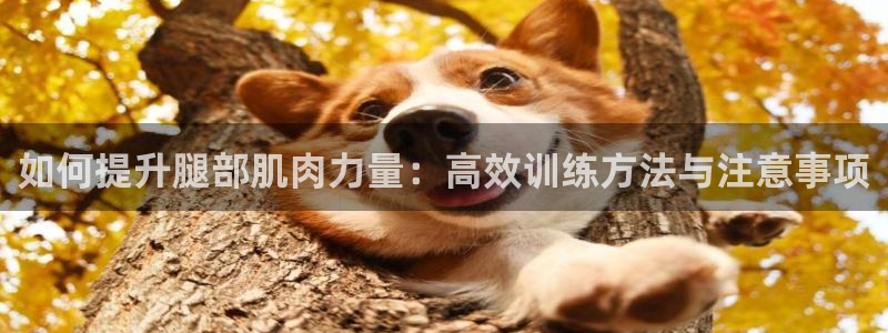 fb体育招商电话地址查询：如何提升腿部肌肉力量：高效训练方法